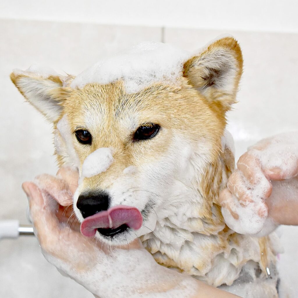 ワンちゃんのお肌に優しいシャンプー