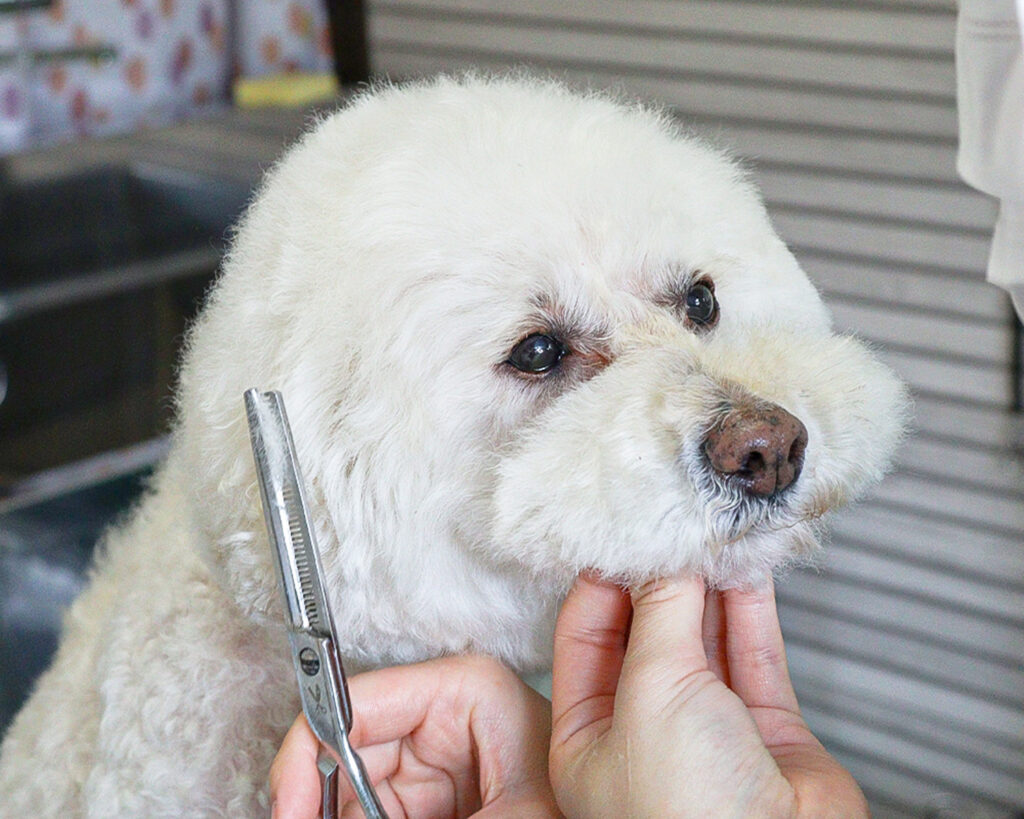 トリミングされるワンちゃん